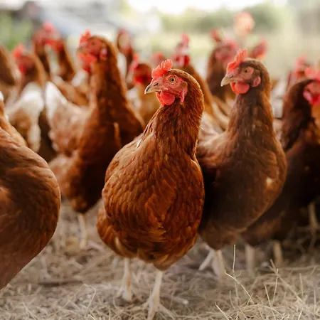 Дом отдыха Reethaus 2b Staberdorf